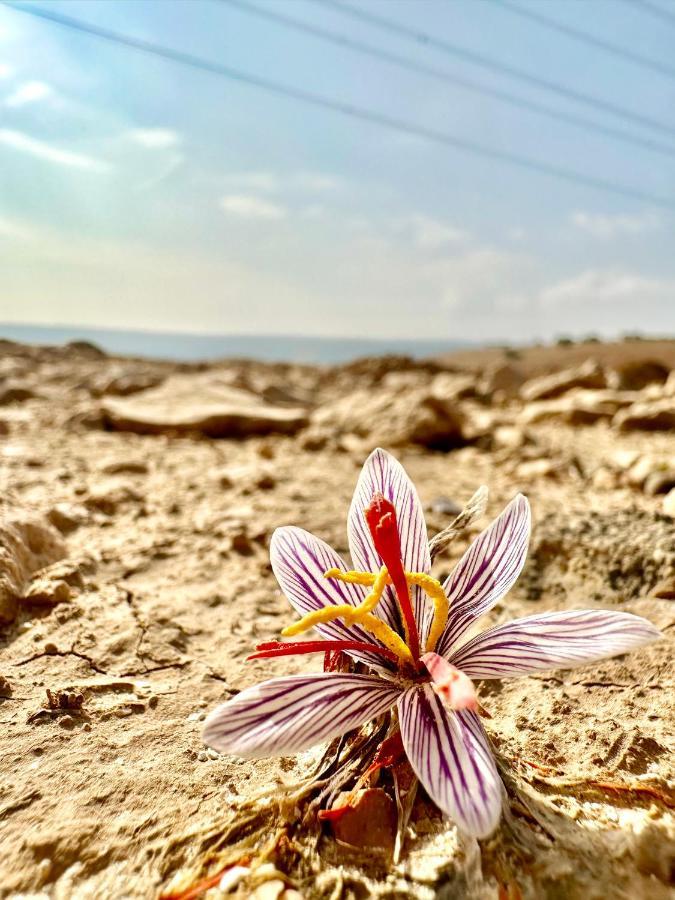 מלון מאדאבה Wadi Al-Wala View Camp מראה חיצוני תמונה